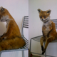 Illustration for article titled The Worlds Most Awkward Taxidermy
